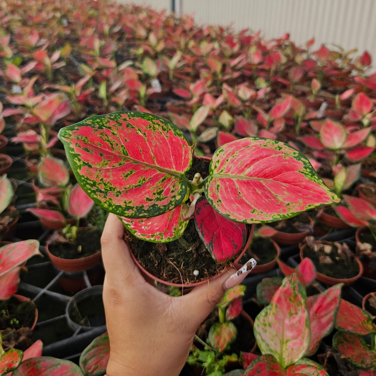 4" Aglaonema Richard