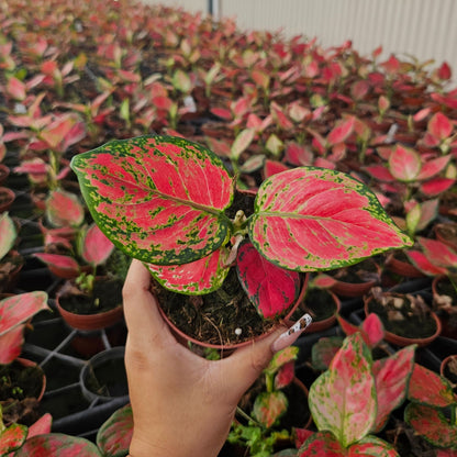4" Aglaonema Richard