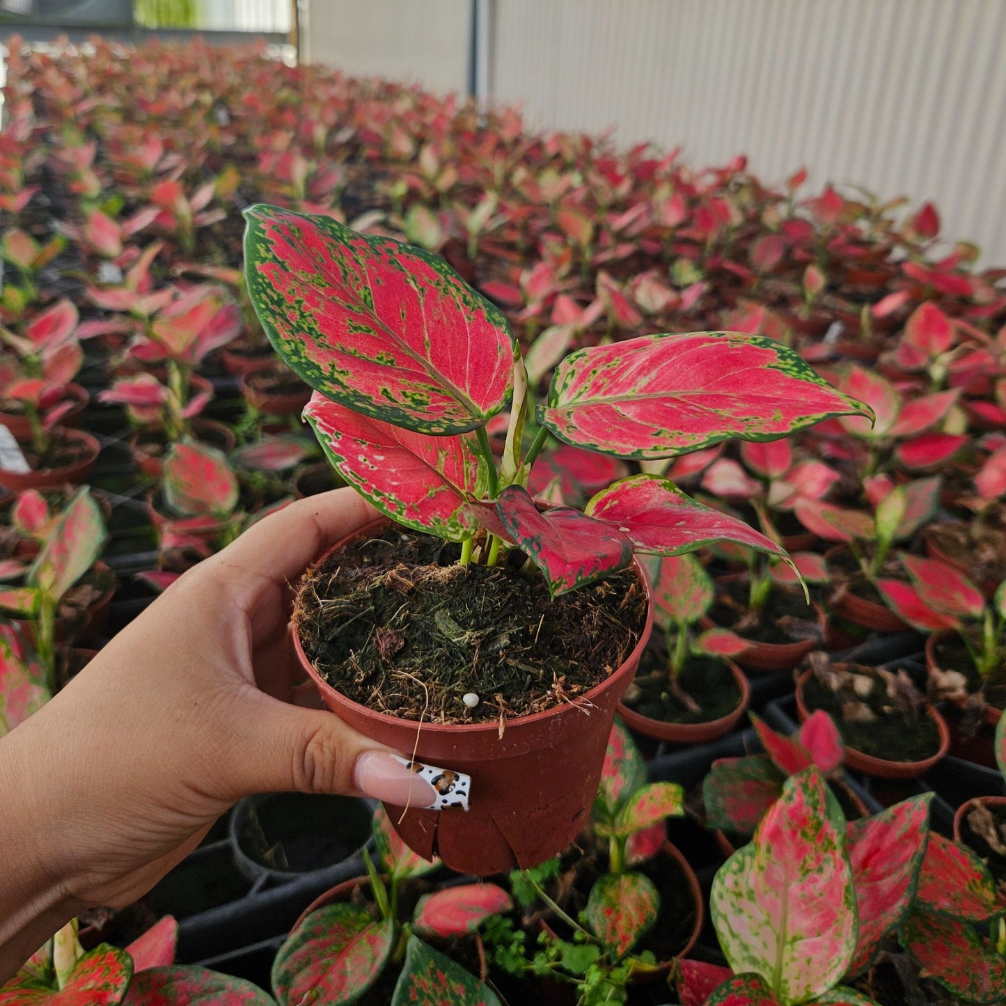 4" Aglaonema Richard
