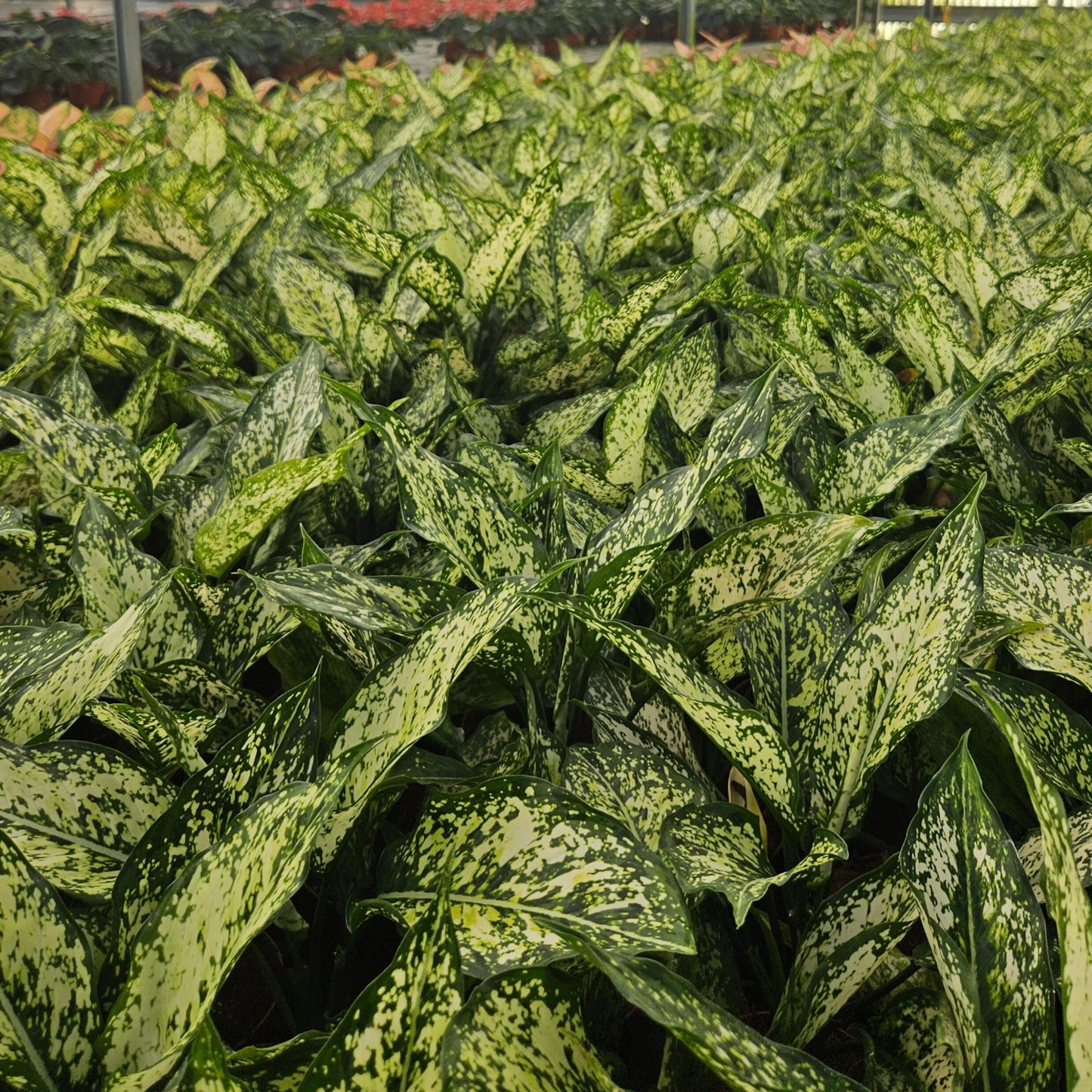 4" Aglaonema Snow white