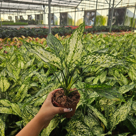 4" Aglaonema Snow white