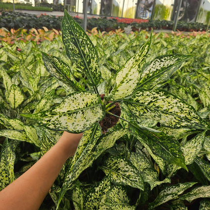 4" Aglaonema Snow white