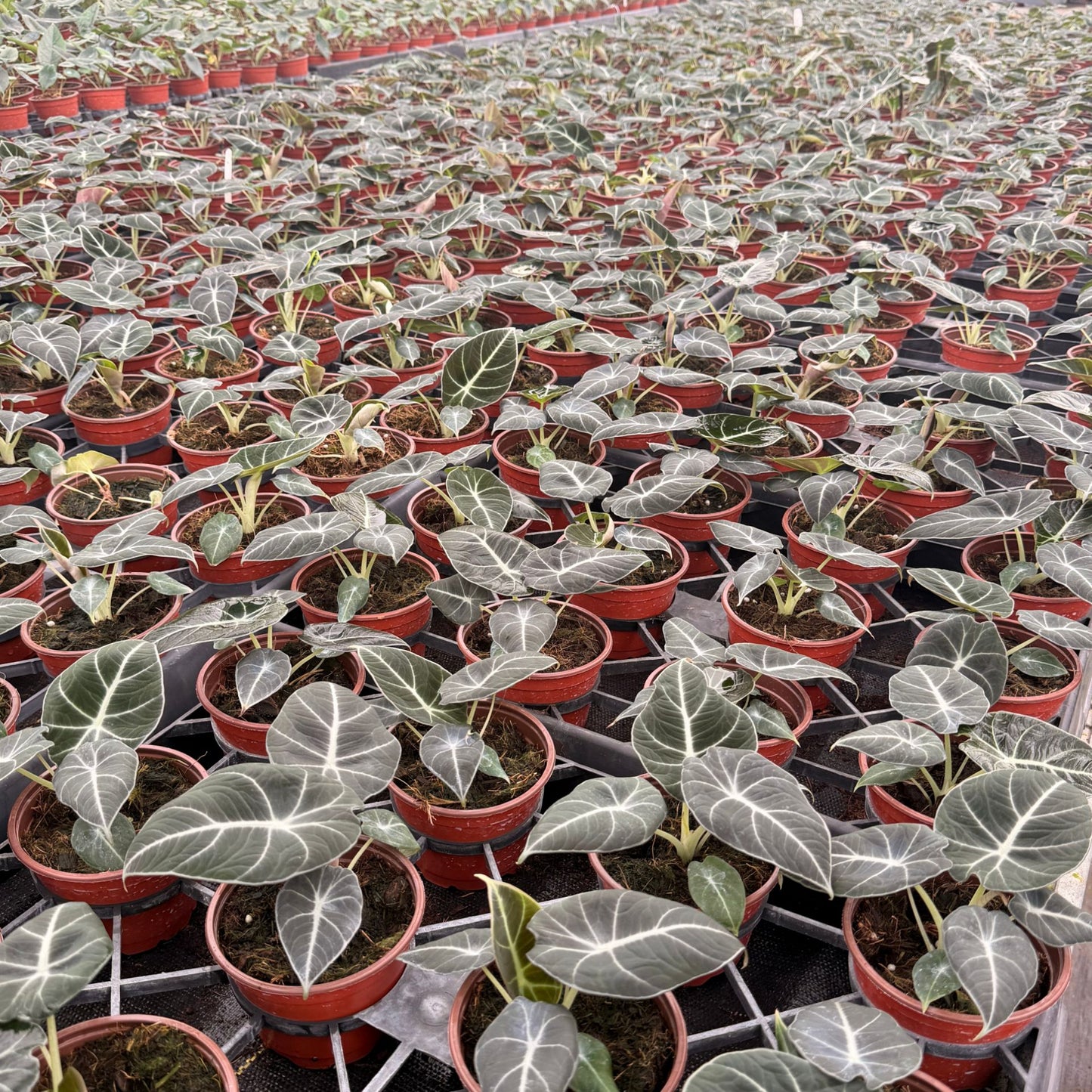 4” Alocasia Black Velvet