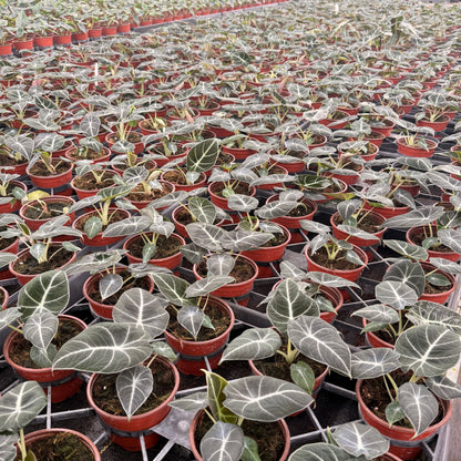 4” Alocasia Black Velvet