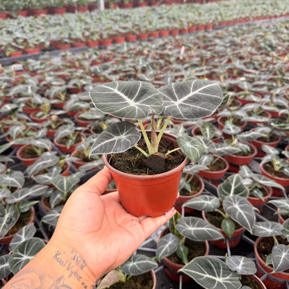 4” Alocasia Black Velvet