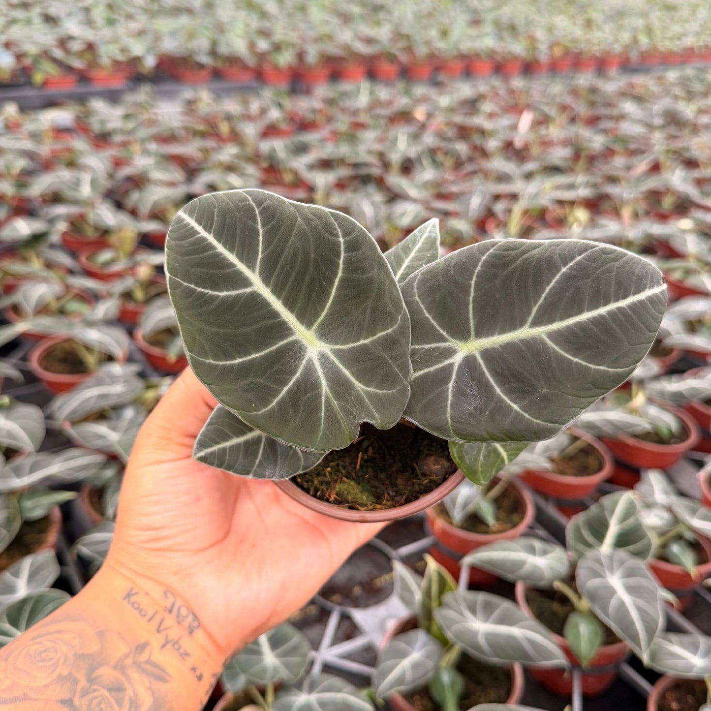 4” Alocasia Black Velvet