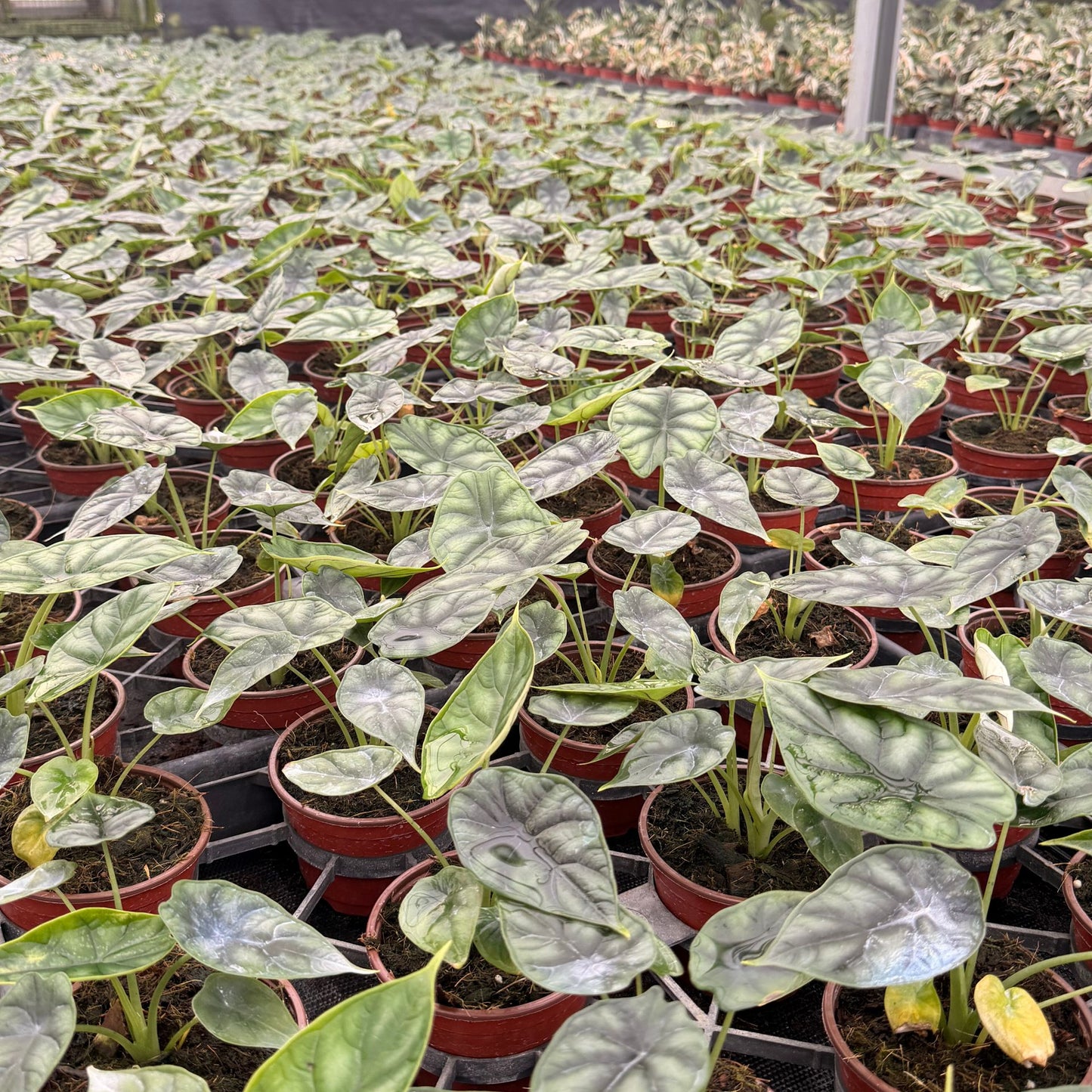 4” Alocasia Dragon Scale