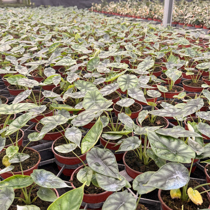 4” Alocasia Dragon Scale