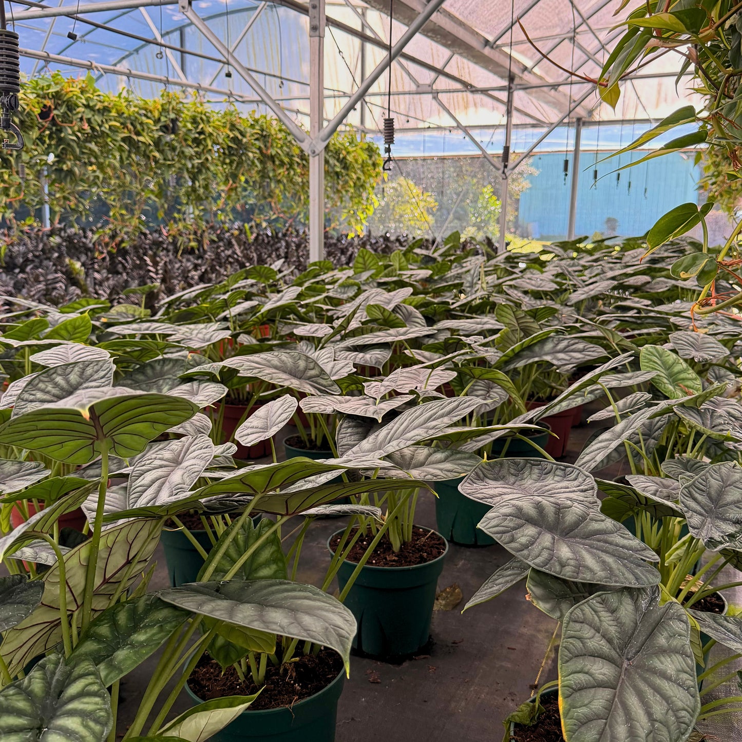 8” Alocasia Dragon Scale