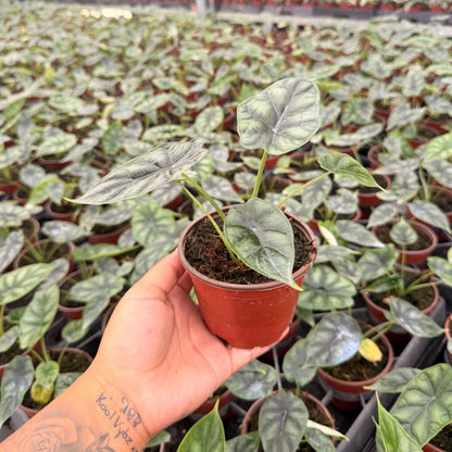 4” Alocasia Dragon Scale