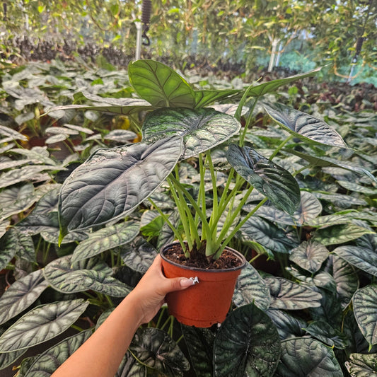 6” Alocasia Dragon Scale
