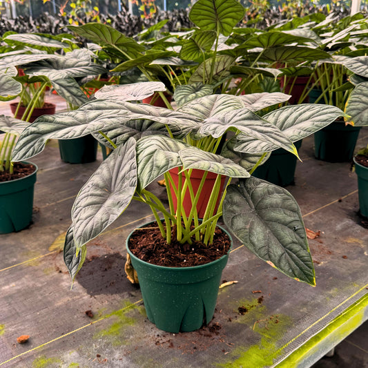 8” Alocasia Dragon Scale