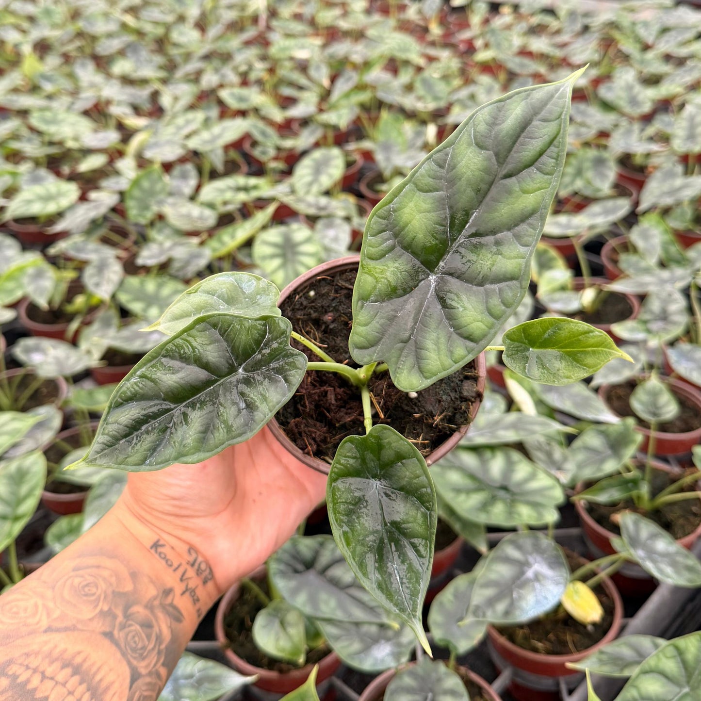 4” Alocasia Dragon Scale