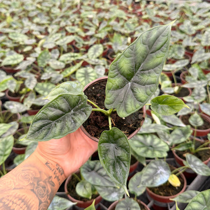 4” Alocasia Dragon Scale