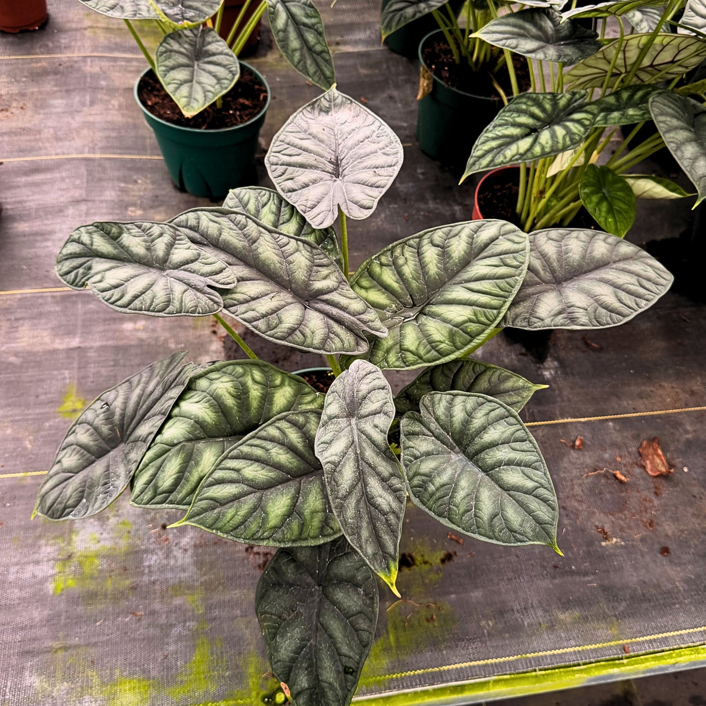 8” Alocasia Dragon Scale