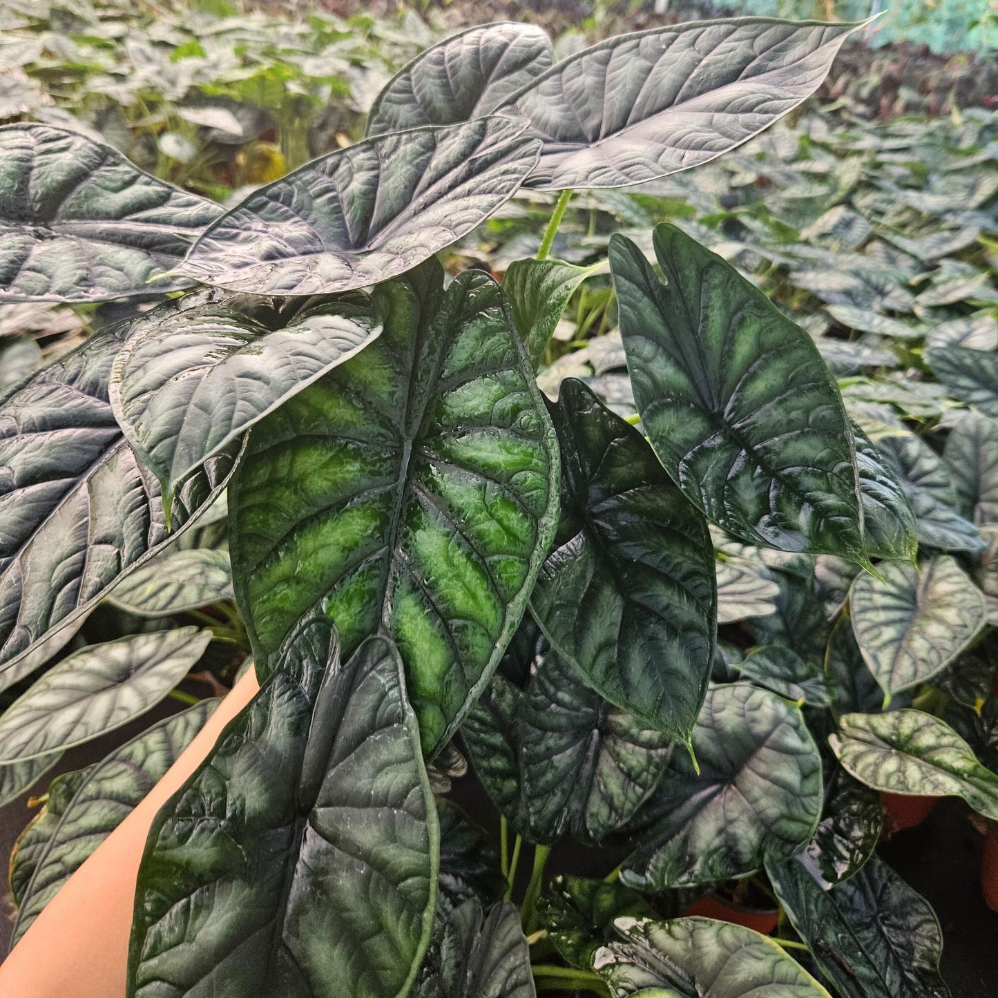 6” Alocasia Dragon Scale