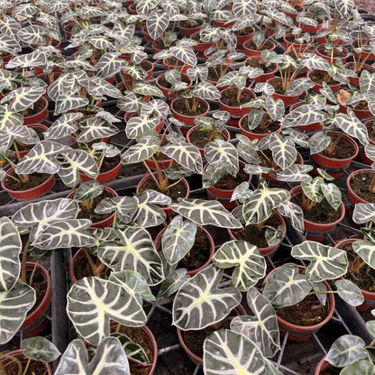 4” Alocasia Hearth Ballon