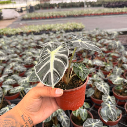 4” Alocasia Hearth Ballon