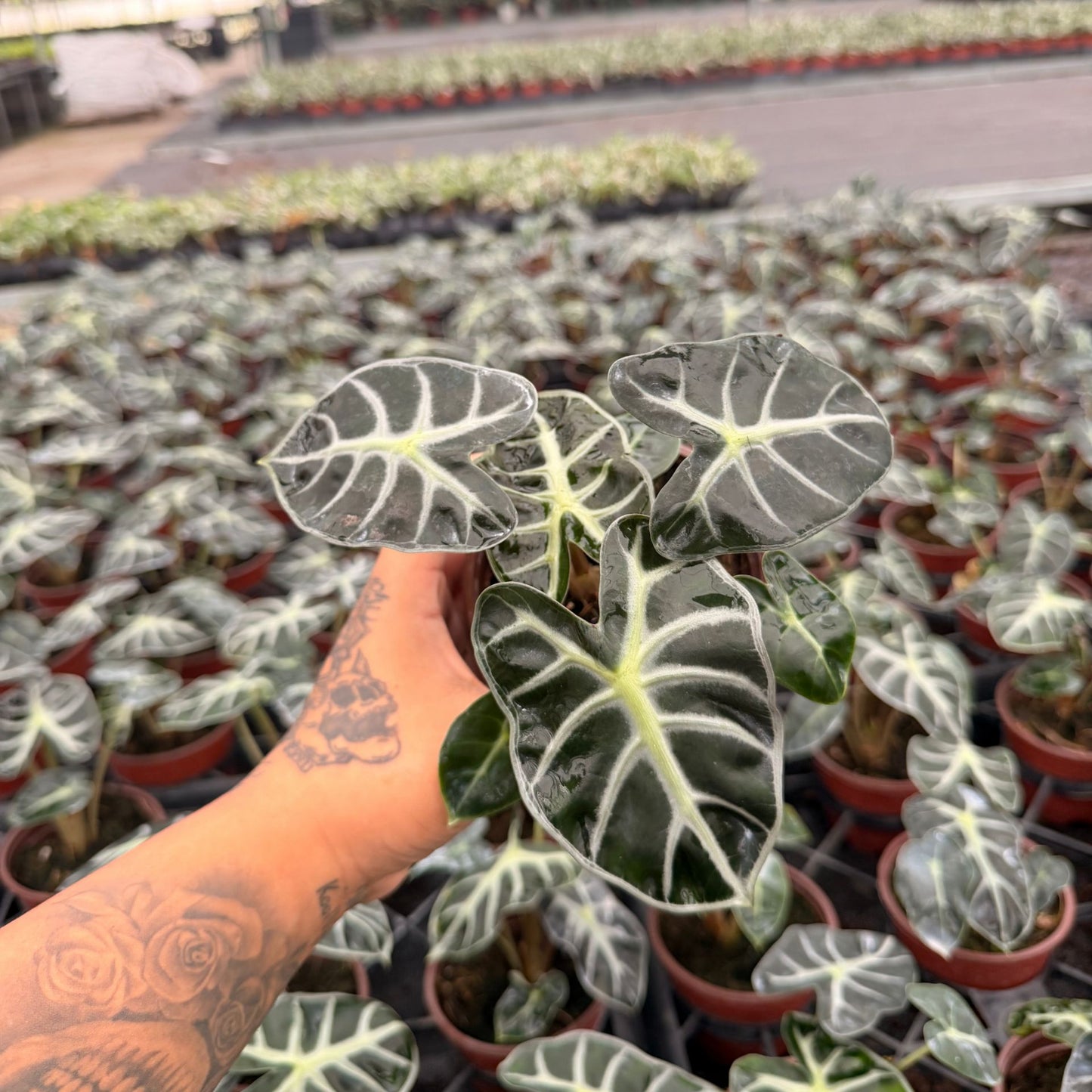 4” Alocasia Hearth Ballon