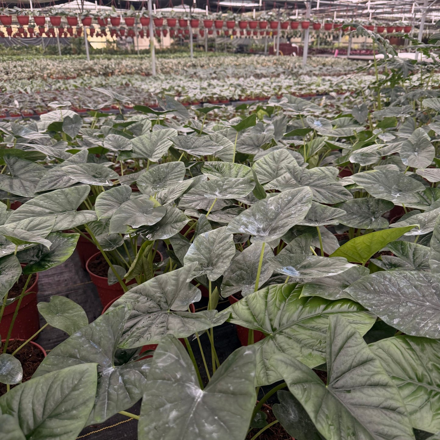 8” Alocasia Lukiwan