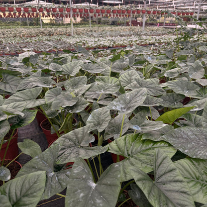 8” Alocasia Lukiwan