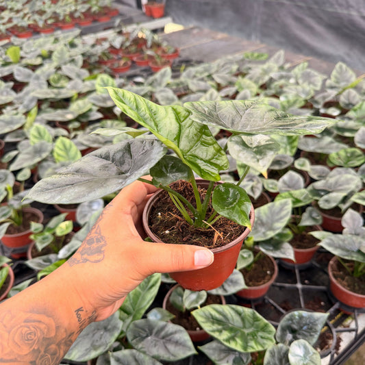 4” Alocasia Mirror Face