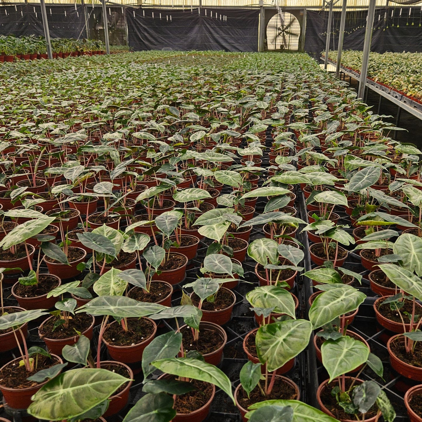 4” Alocasia Pink Dragon