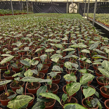 4” Alocasia Pink Dragon