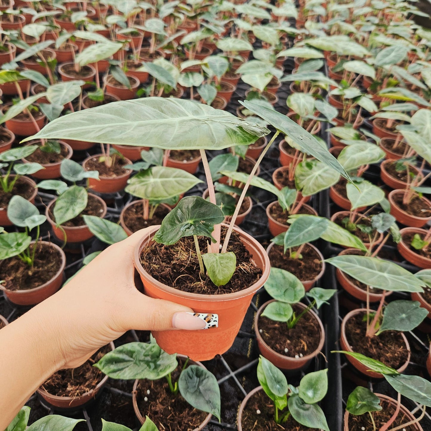 4” Alocasia Pink Dragon
