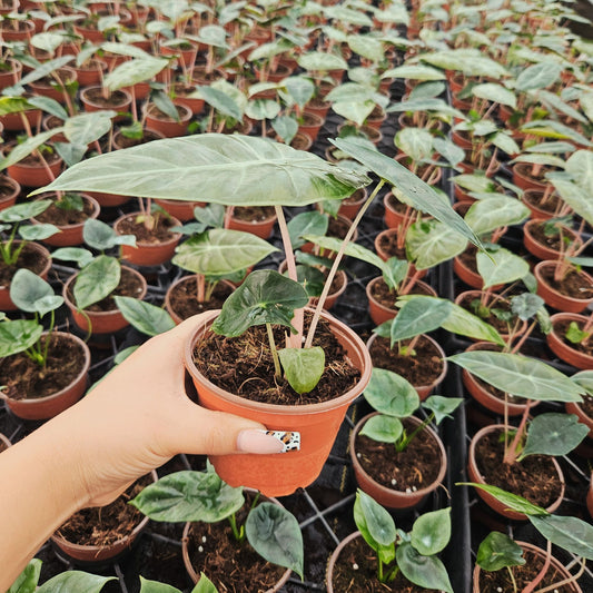 4” Alocasia Pink Dragon