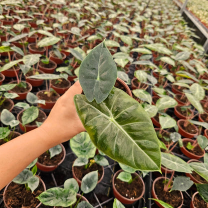 4” Alocasia Pink Dragon