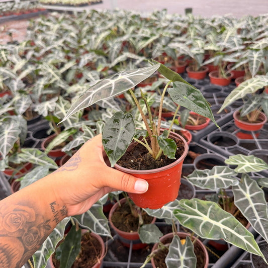 4” Alocasia Polly