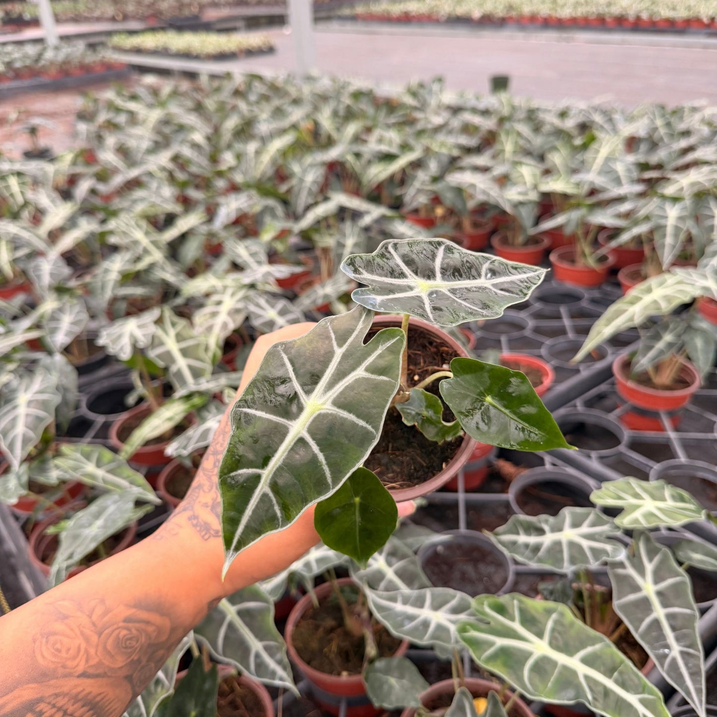 4” Alocasia Polly