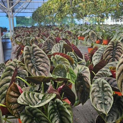 6” Alocasia Red Secret