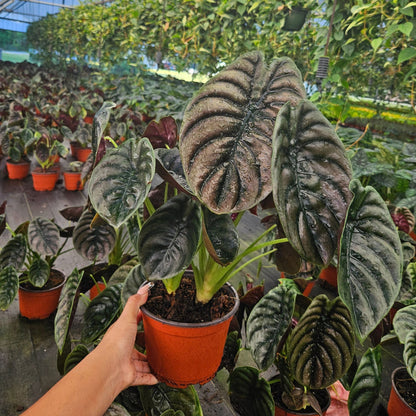 6” Alocasia Red Secret