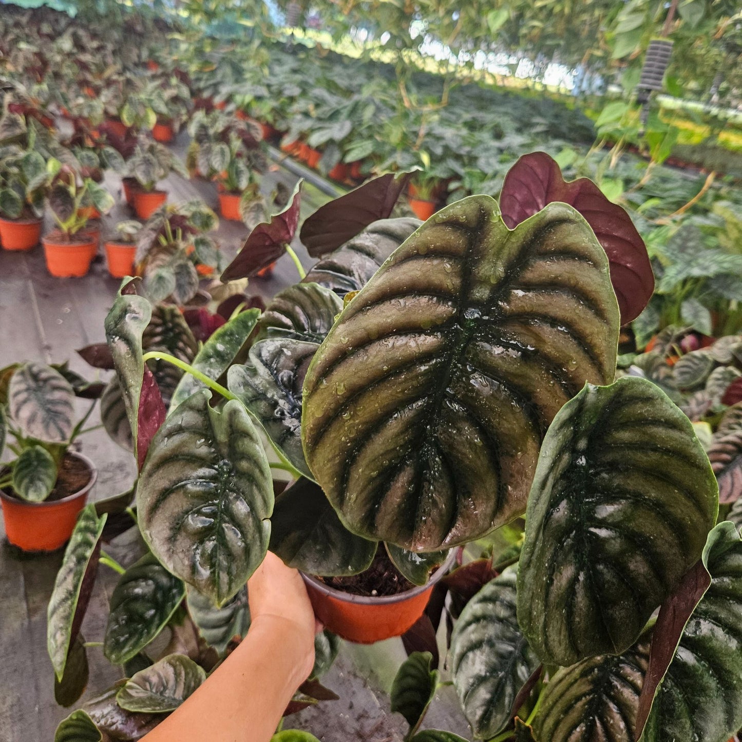 6” Alocasia Red Secret