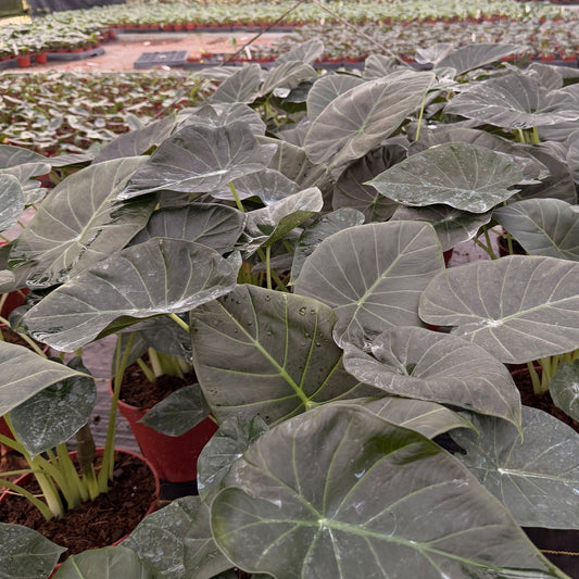 8” Alocasia Regal Shield