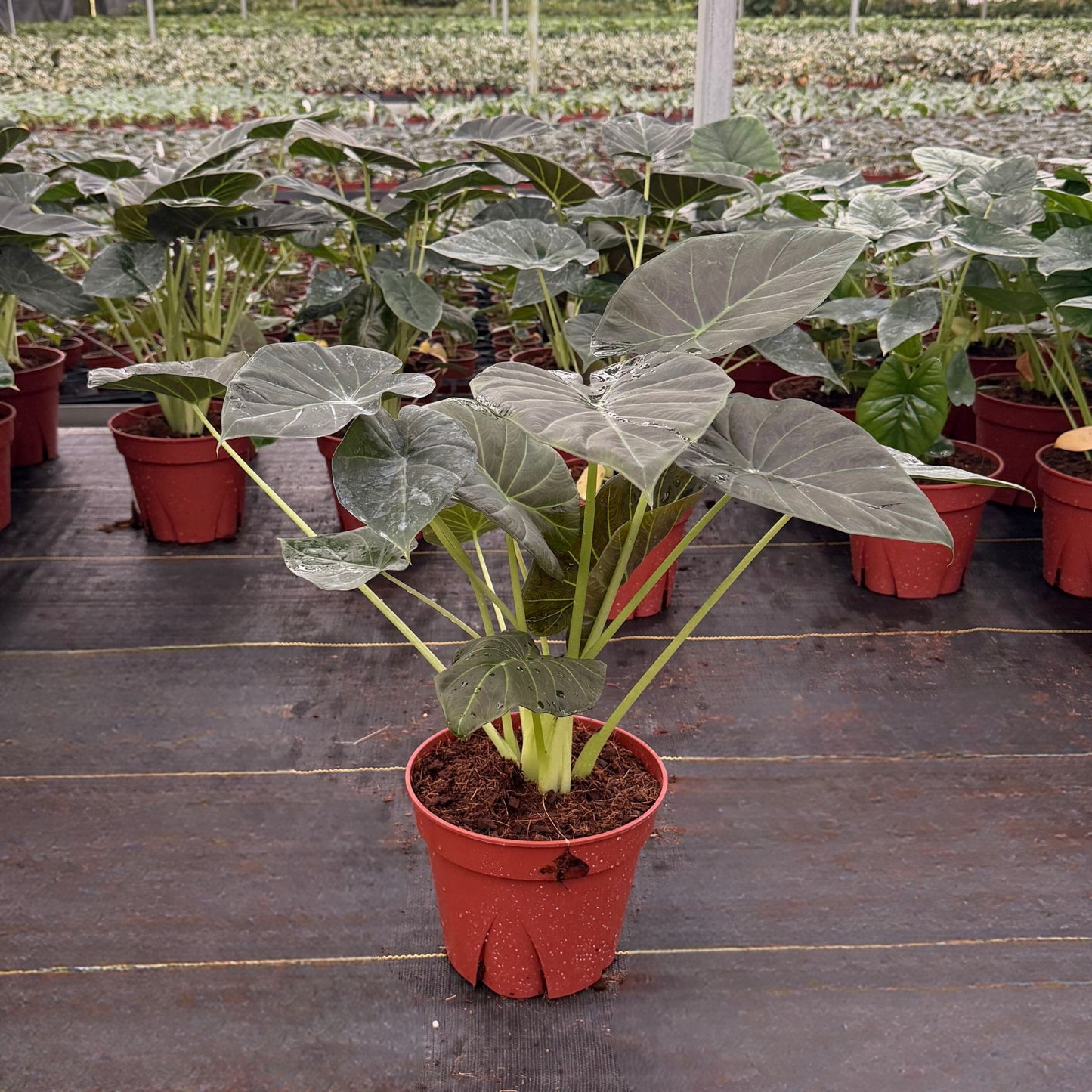 8” Alocasia Regal Shield