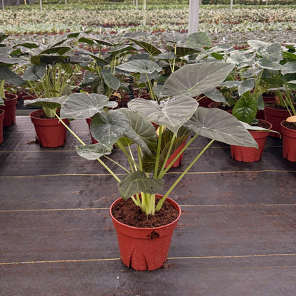 8” Alocasia Regal Shield