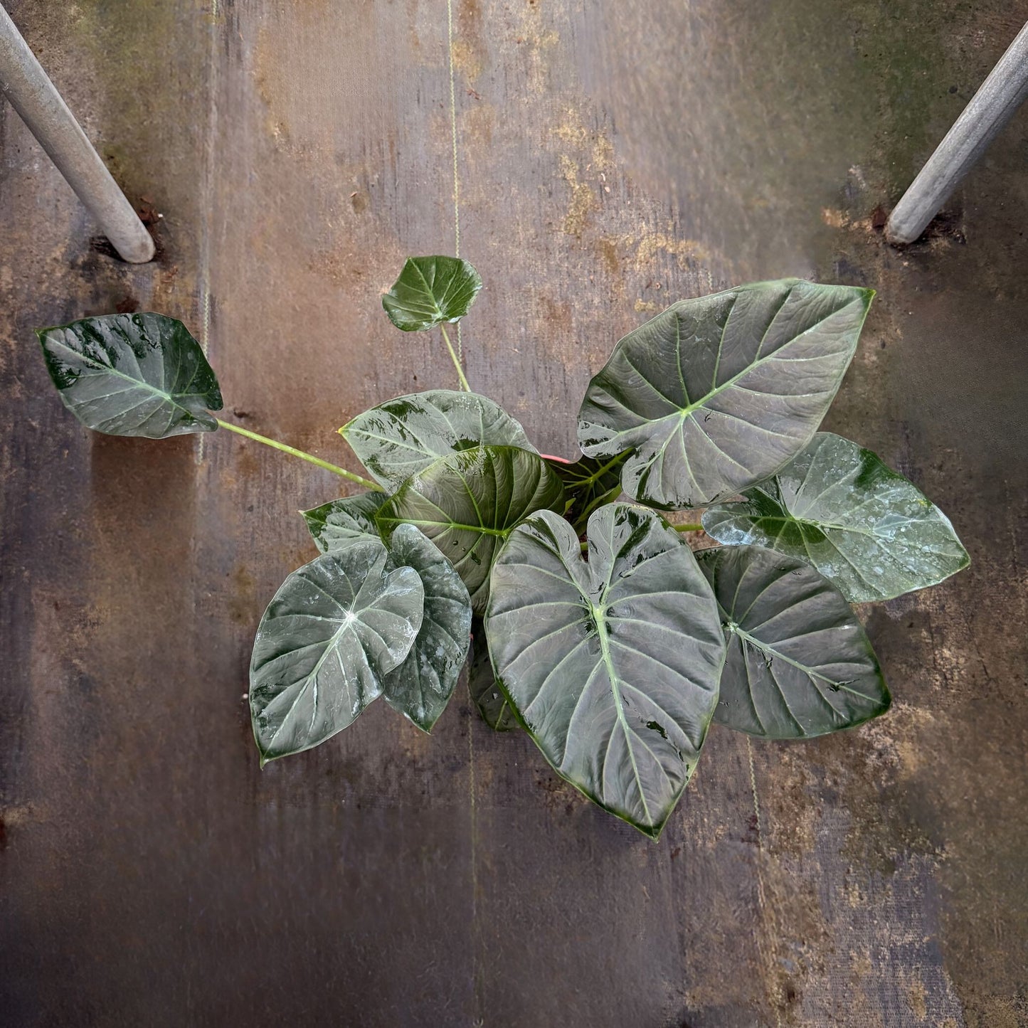 8” Alocasia Regal Shield