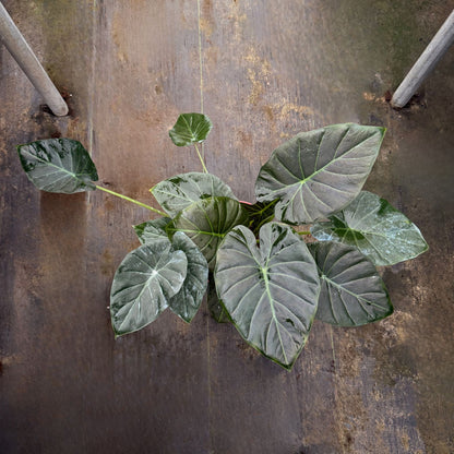 8” Alocasia Regal Shield