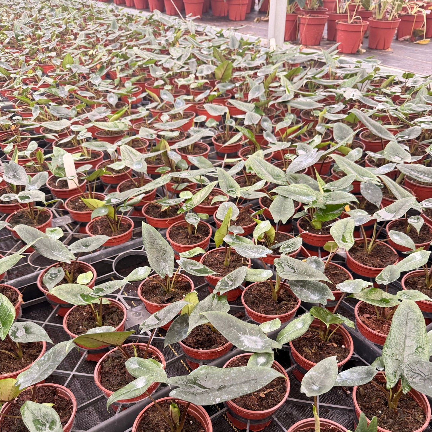 4” Alocasia Scalprum