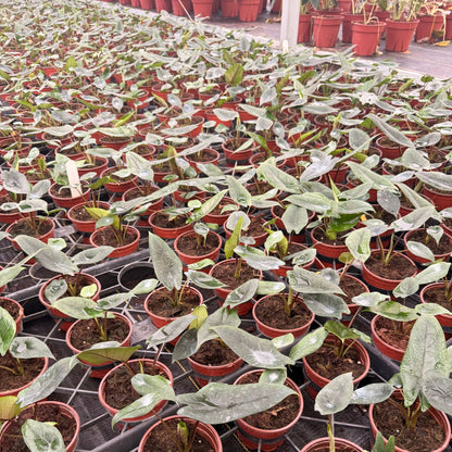 4” Alocasia Scalprum