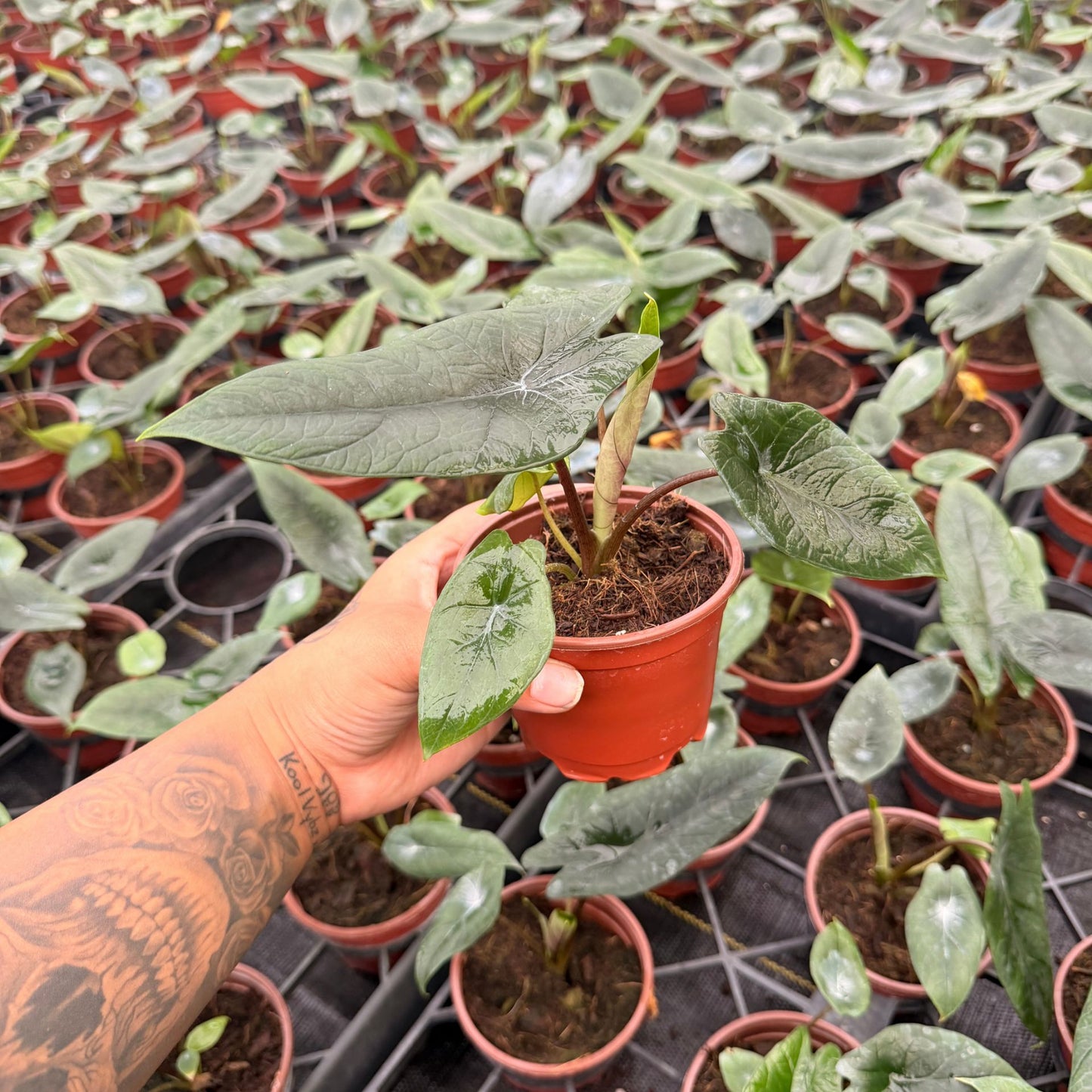 4” Alocasia Scalprum