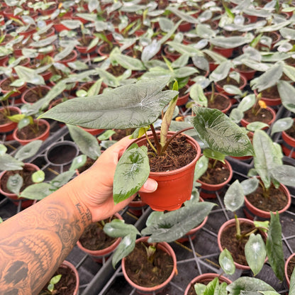 4” Alocasia Scalprum