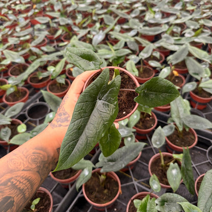 4” Alocasia Scalprum