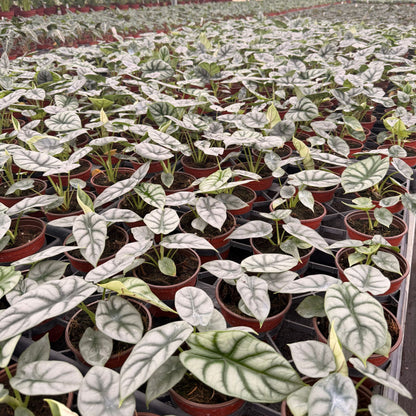 4” Alocasia Silver Dragon