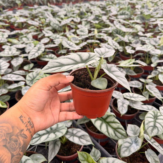 4” Alocasia Silver Dragon
