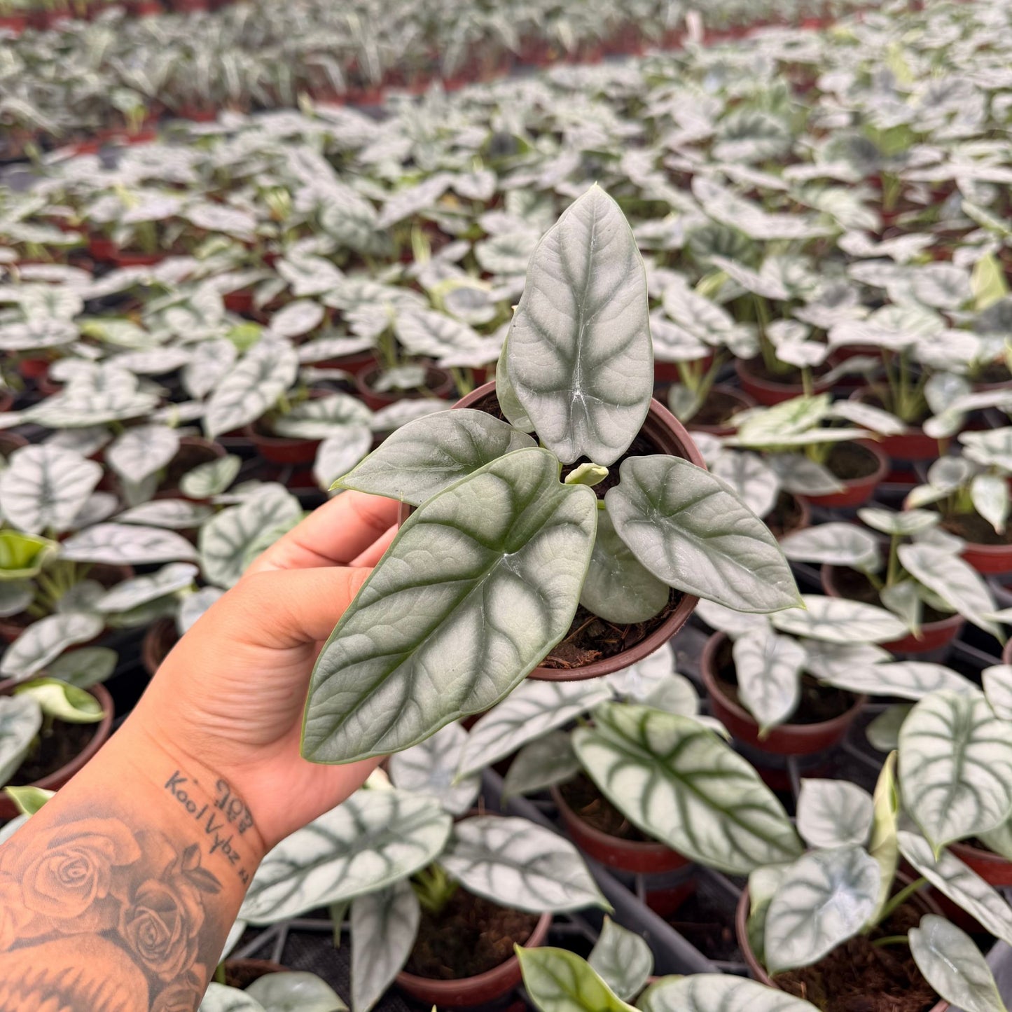 4” Alocasia Silver Dragon