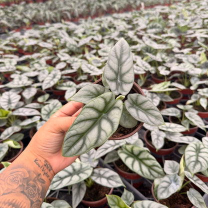 4” Alocasia Silver Dragon